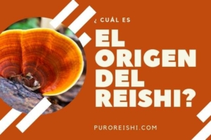 Cuál es el origen del reishi Puro Reishi El reishi más puro del