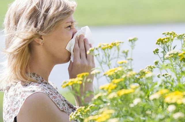 Reishi para las alergias