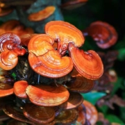 Reishi para control de peso