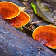 Reishi en polvo elixir juventud