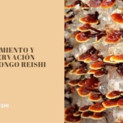 Crecimiento hongo reishi