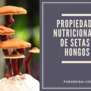 Setas y hongos propiedades nutricionales