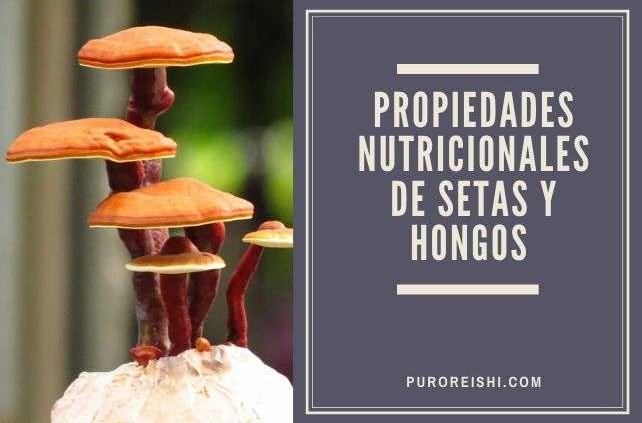 Setas y hongos propiedades nutricionales