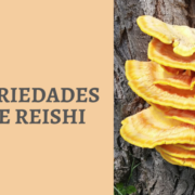 Variedades reishi