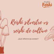 reishi silvestre vs reishi de cultivo