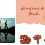 Beneficios del reishi